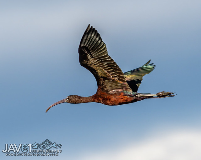 Glossy ibis (Plegadis falcinellus)-3545