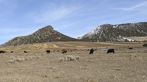 cattle blackfootmountains easternidaho