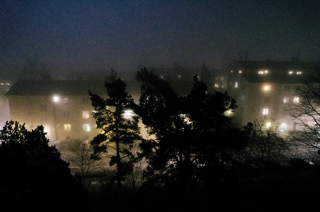 Suburb trees in fog