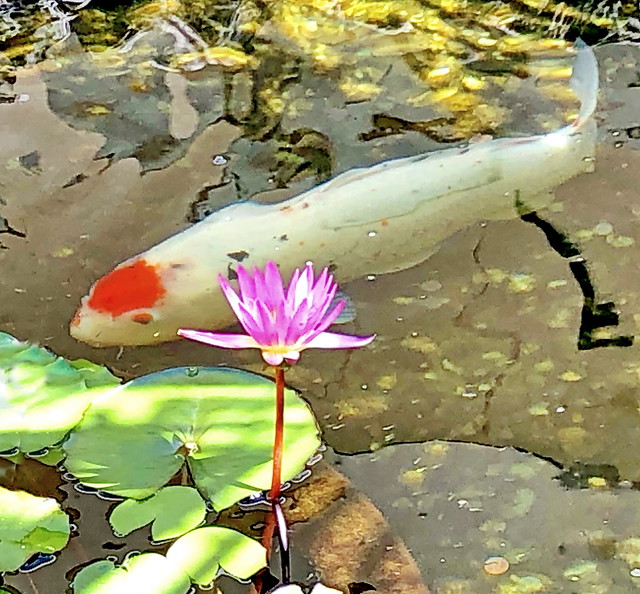Pond Life: Water Lily and a Koi