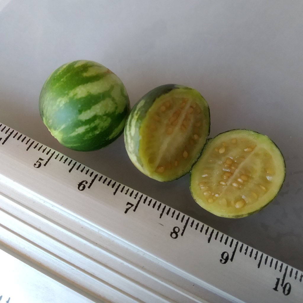 01266 Solanum caripense, TZÍMBALO