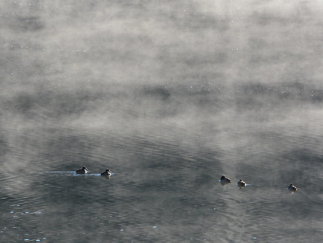 GOLDEN EYE DUCKS SWIMMING IN THE MORNING MIST.   OTTER LAKE, TULAMEEN,  BC.