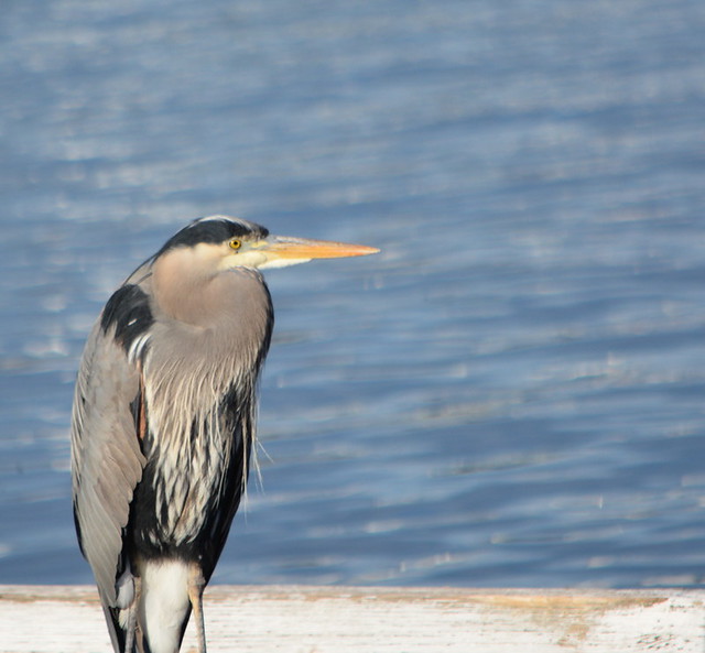 THE OLD MAN 'BIRD',  BLUE HERON,  VANCOUVER,  BC.