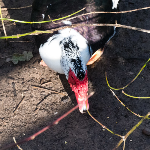 Keeping under cover: muscovy, Perton