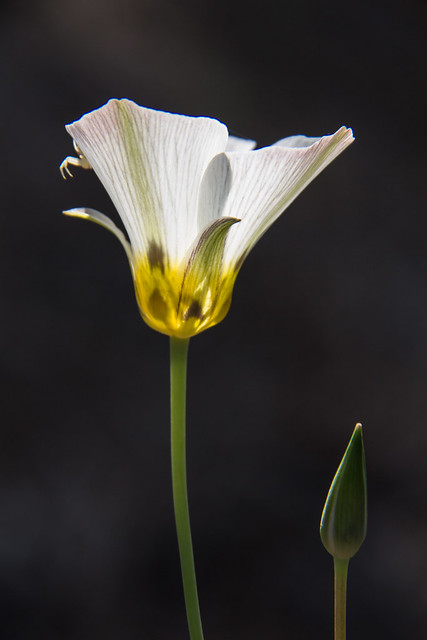 Sego Lily/Calochortus brunaeunis