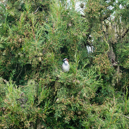 Watchful sparrow, Penkridge