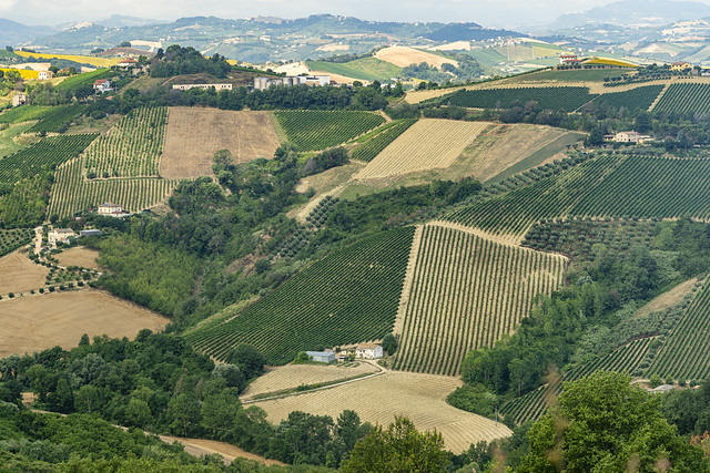 Rural landscape near Ripatransone, Marches, Italy