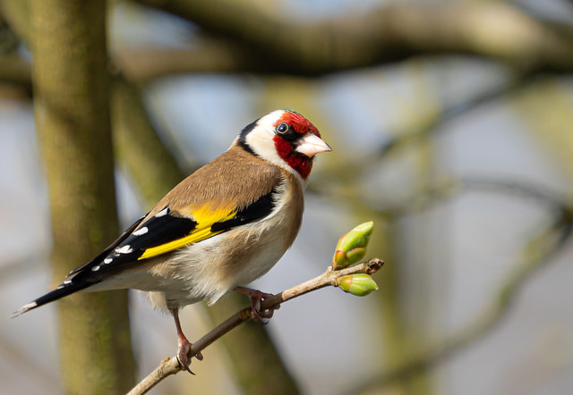 Goldfinch - Distelfink