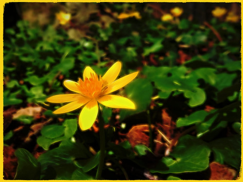 lessercelandine ficariaverna wildflower flower ireland irish flora topazglow sliderssunday yellow beautifulnature tinternwoods postprocessed hss flowerpower spring 100flowers2020