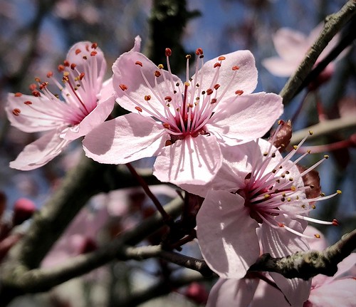 Spring blossoms | by __ PeterCH51 __