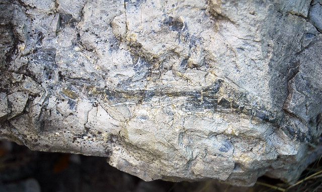 Winooski Dolomite (Middle Cambrian; Chimney Corner, Vermont, USA) 4