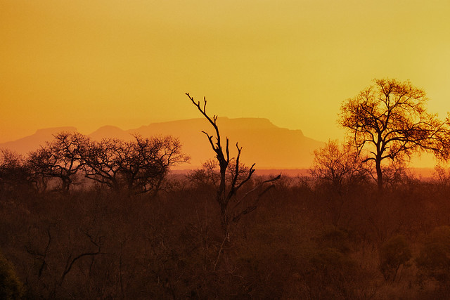 trees, African sunset and Drakensberg mountains fading into the orange in distance. Elephant Plains Game Lodge, Sabi Sands Game Reserve, Kruger National Park, South Africa.
