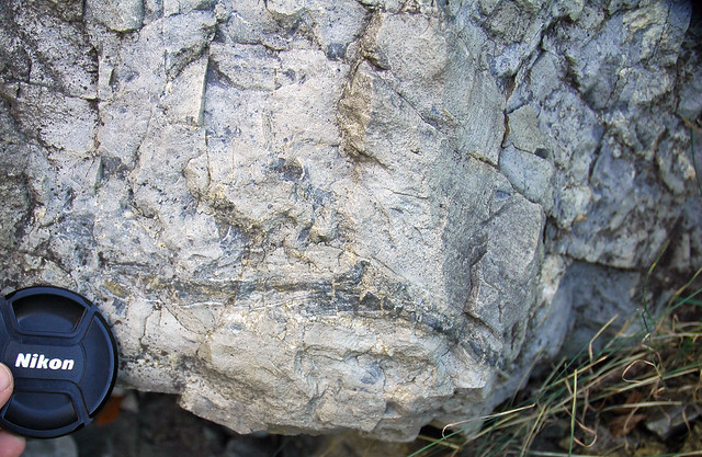 Winooski Dolomite (Middle Cambrian; Chimney Corner, Vermont, USA) 1