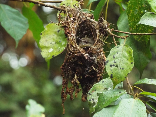 olive sunbird on nest