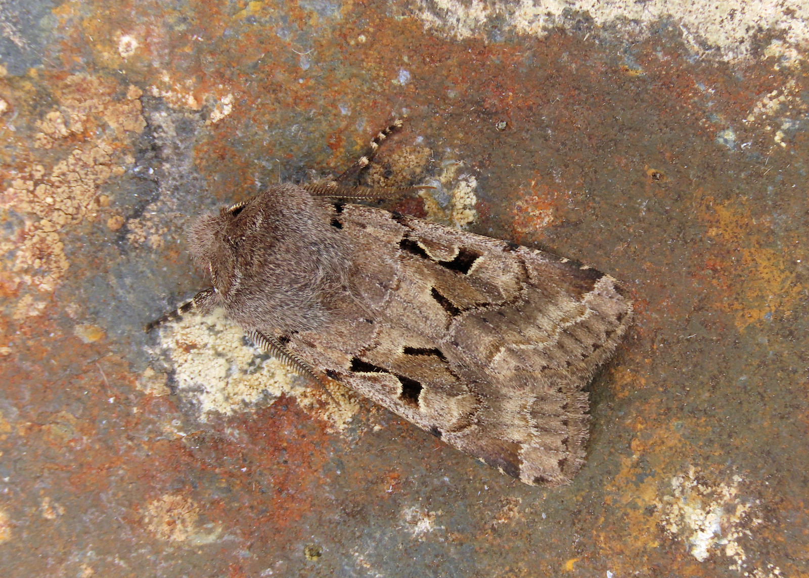 73.249 Hebrew Character - Orthosia gothica