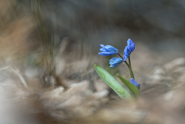 Scilla siberica (Siberian squill or wood squill)