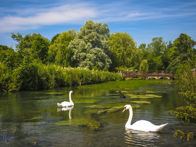 Swans on the River Coln