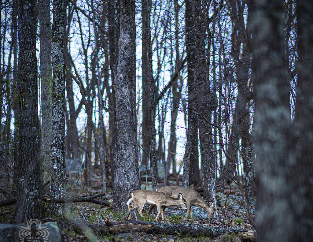 Mother Deer and faun