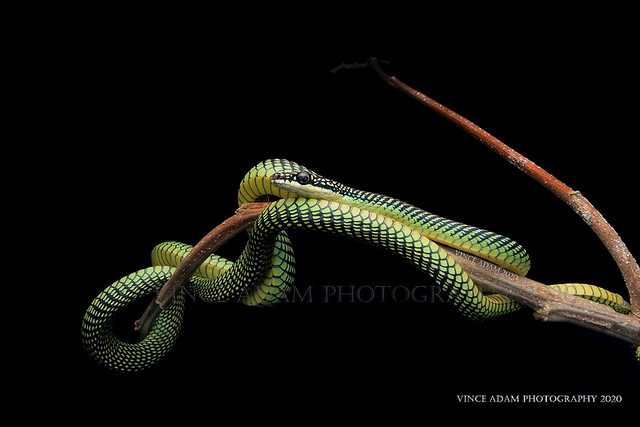 IMG_5187(W)  Paradise flying snake (Chrysopelea paradisi)
