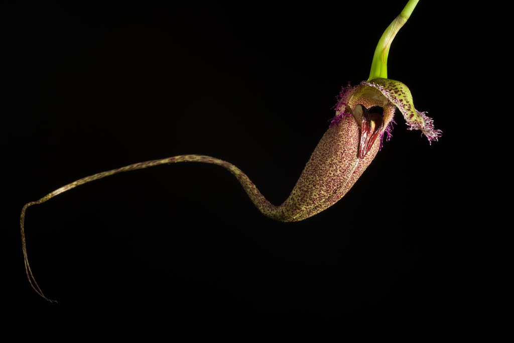 [Philippines] Bulbophyllum romyi B.Thoms, Orchids (West Palm Beach) 84: 631 (2015)