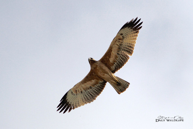 Bonelli's Eagle (Aquila fasciata) juvenile flight Spain_w_4064