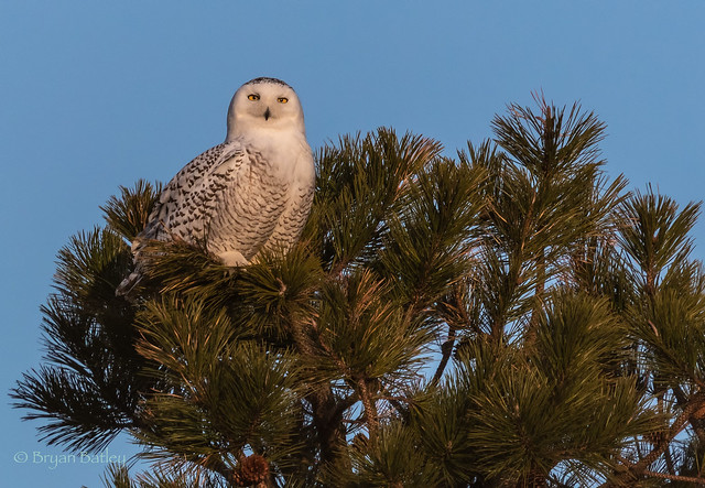 Snowy Owl  -  Afternoon rest