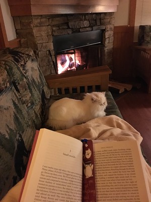 Cats can enjoy watching birds and squirrels from the windows, cat-napping, playing with toys and lounging around by the fire