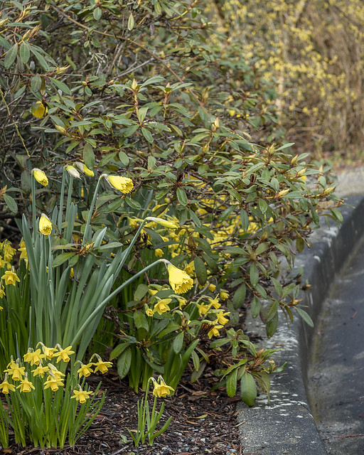 Daffodils at Darts Hill Garden Park