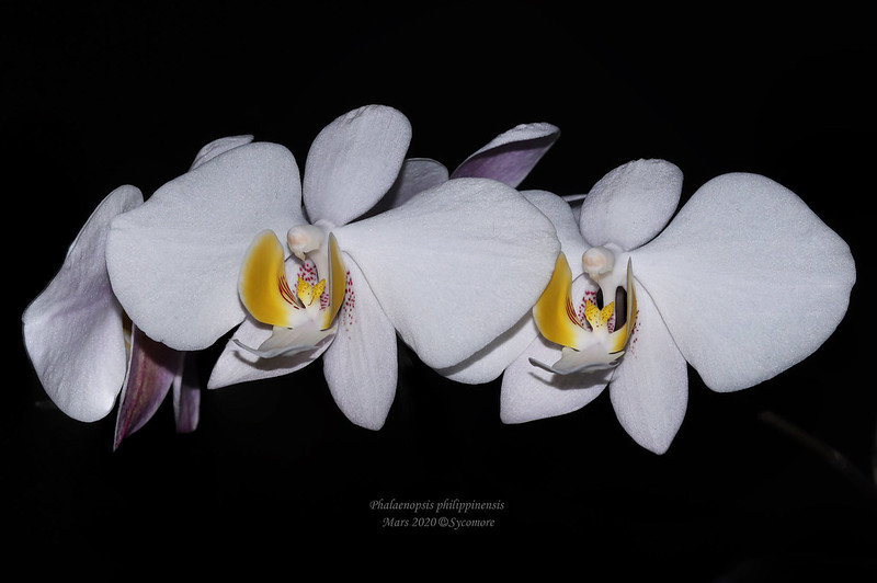 Phalaenopsis philippinensis 49641160208_f7b2f614c3_c