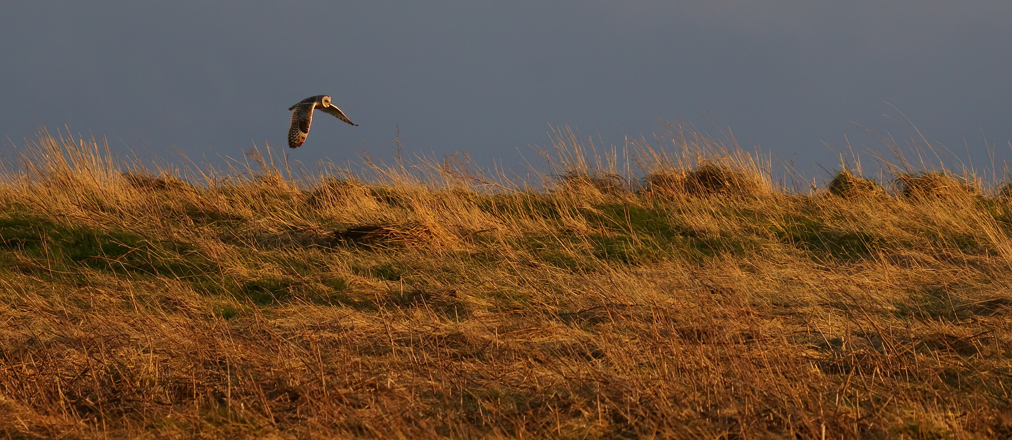 Short-eared Owl [distant]