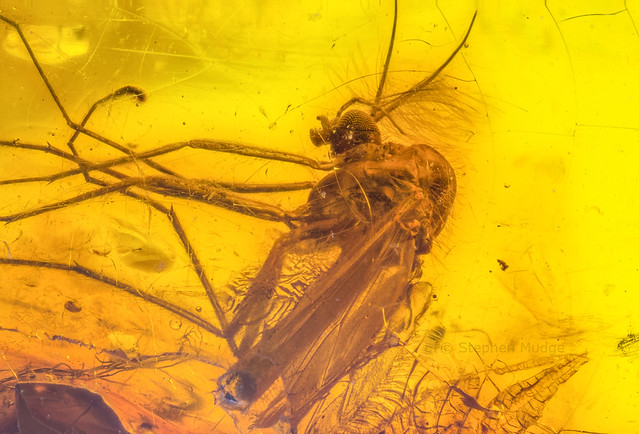 48 million year old male midge (Nematocera: Chironomidae?) in Baltic amber