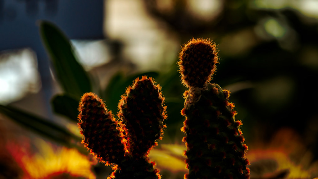 macro cactus