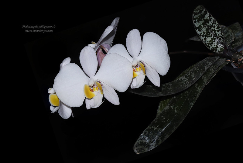 Phalaenopsis philippinensis 49641948382_1131db119a_c