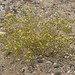 Flickr photo 'vinegarweed, Lessingia glandulifera var. glandulifera' by: Jim Morefield.
