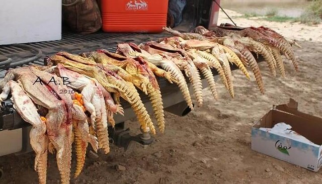 4461 A man was arrested for slaughtering dozens of desert lizards in Saudi Arabia 01