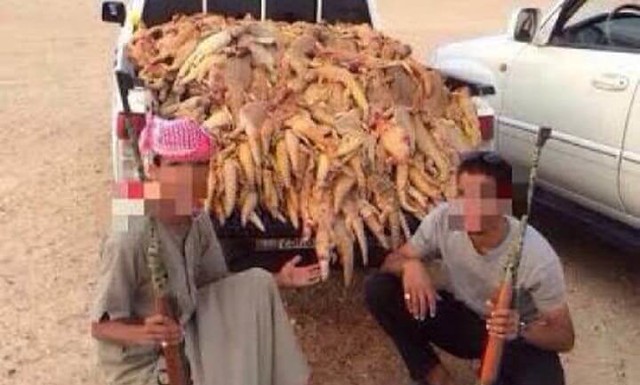 4461 A man was arrested for slaughtering dozens of desert lizards in Saudi Arabia 02