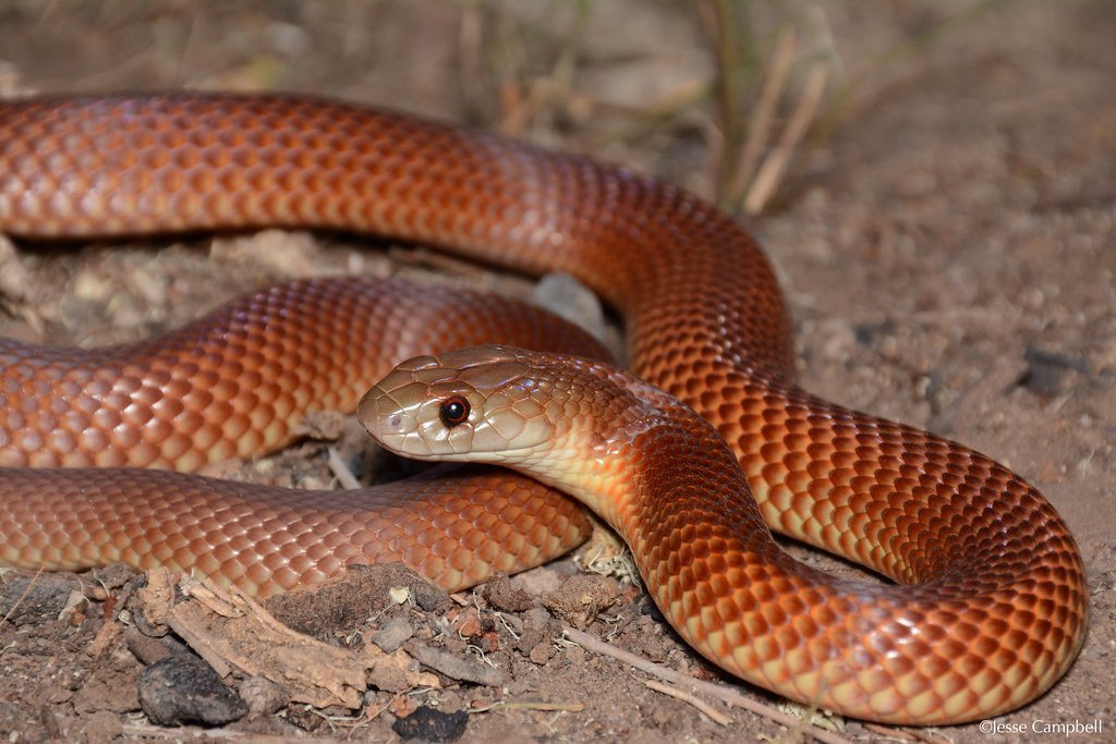 Mulga Snake (Pseudechis australis). Brigalow-belt, QLD