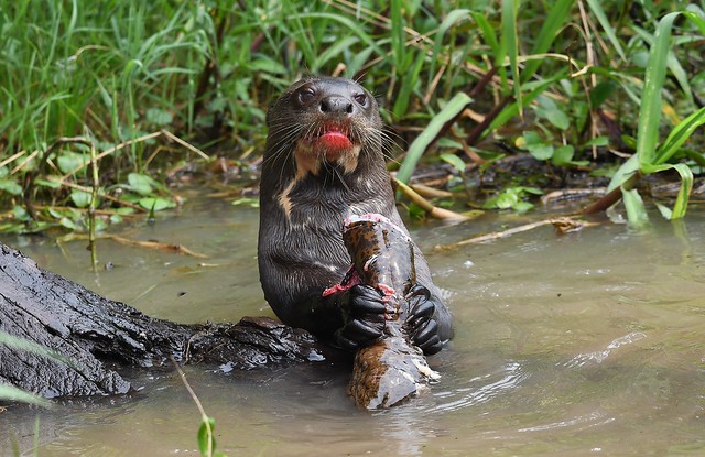 Blooded mouth of a Giant River Otter as it feasts on its catch.