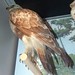Flickr photo 'Buteo lagopus (26-7-19 Boston Museum of Sciences, det by common name)' by: Bárbol.