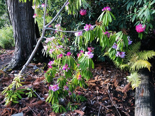 Rhododendron from Asia