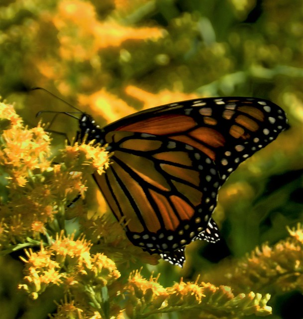 Monarch Butterfly On Kent Island