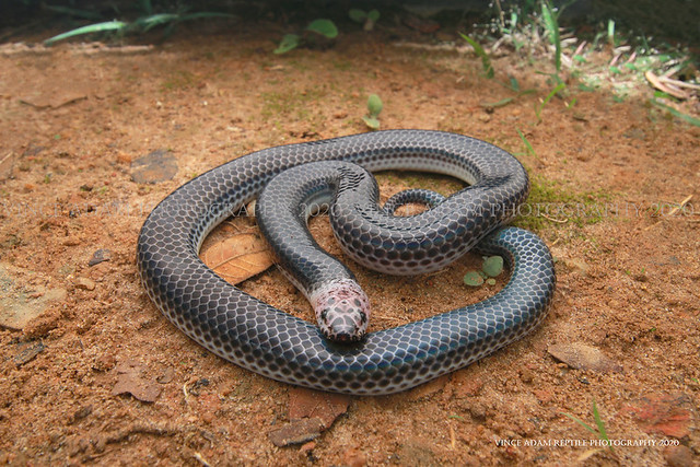 IMG_5158 (W) Juvenile Sunbeam Snake (Xenopeltis unicolor)