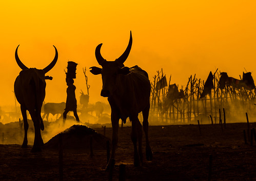 Mundari tribe long horns cows in the cattle camp at sunset, Central Equatoria, Terekeka, South Sudan by Eric Lafforgue, © Eric Lafforgue
<a href="http://www.ericlafforgue.com" rel="noreferrer nofollow">www.ericlafforgue.