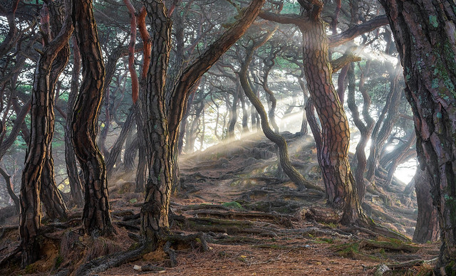 Sacred Pine Trees