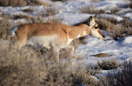Pronghorn at Seedskadee National Wildlife Refuge | Photo: To… | Flickr