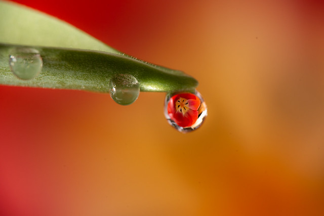 The Flower in the Water Drop 🌷💧