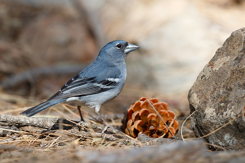 Fringilla polatzeki | Gran Canaria Blue Chaffinch | grancanariablåfink