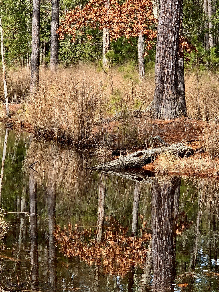 Woods Trail, near Guided Birding