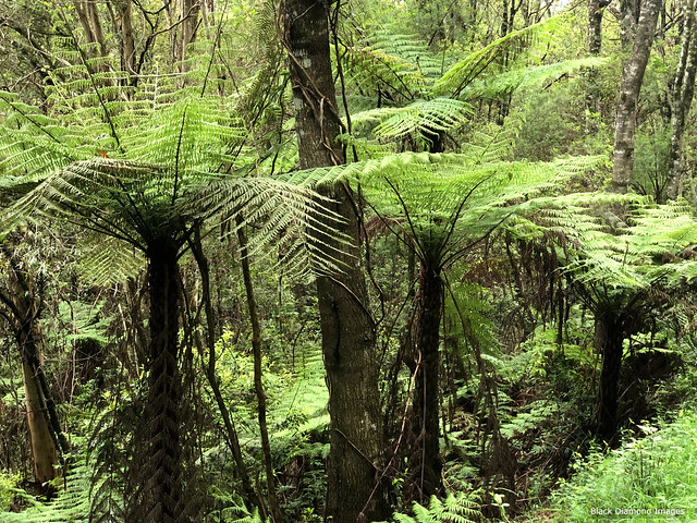 Cyathea australis - Rough Treefern