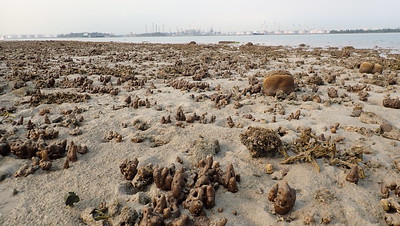 Living reefs of Beting Bemban Besar, Mar 2020